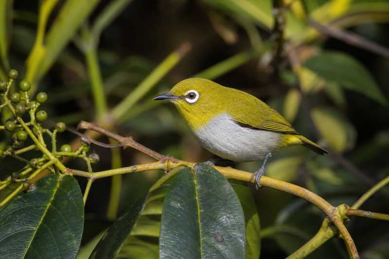 Image of a Lowland White-eye in its natural habitat