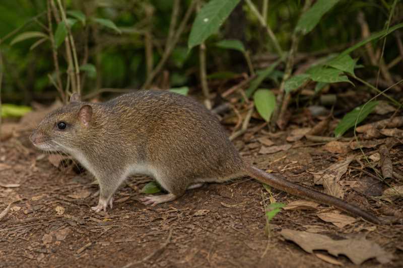 Image of a Lund's Atlantic Tree-rat in its natural habitat