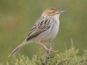 Image of a Lynes's Cisticola in its natural habitat