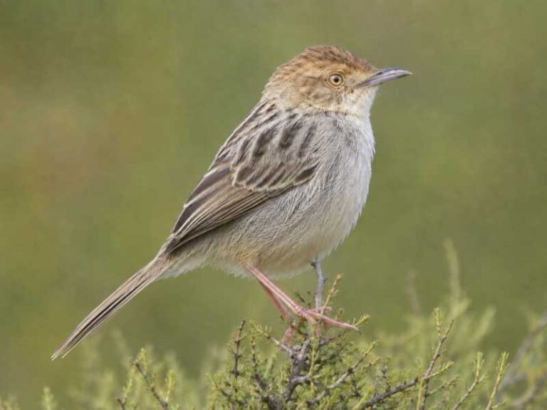 Image of a Lynes's Cisticola in its natural habitat
