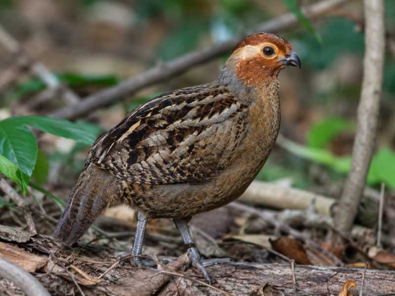 Image of a Marbled Wood Quail in its natural habitat