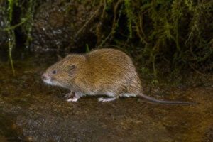 Image of a Mirza's Western Moss Rat in its natural habitat