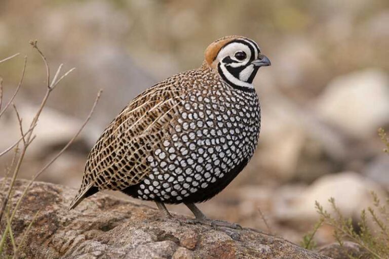 Image of a Montezuma Quail in its natural habitat