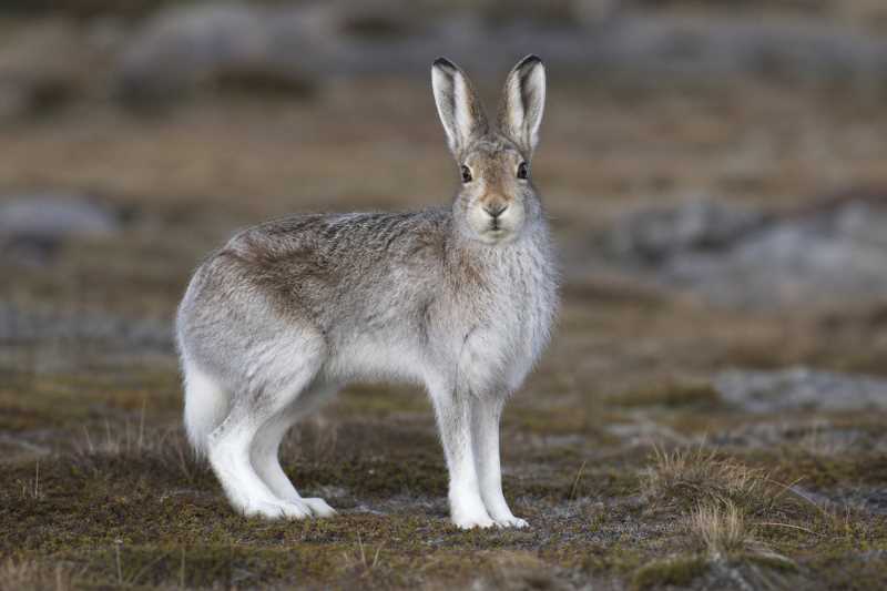 Image of a Mountain Hare in its natural habitat