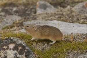 Image of a Nearctic Brown Lemming in its natural habitat