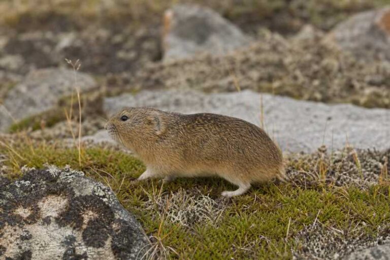 Image of a Nearctic Brown Lemming in its natural habitat