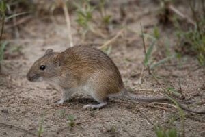 Image of a Neumann's Grass Rat in its natural habitat