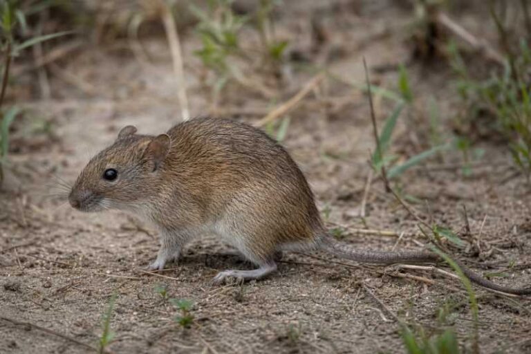 Image of a Neumann's Grass Rat in its natural habitat