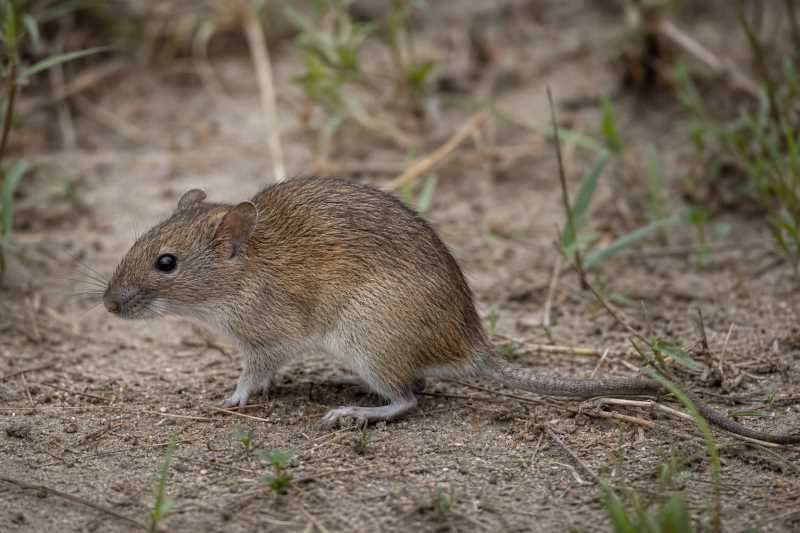 Image of a Neumann's Grass Rat in its natural habitat