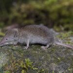 Image of a Northern Elongated White-toothed Shrew in its natural habitat