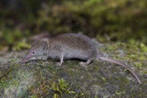 Image of a Northern Elongated White-toothed Shrew in its natural habitat