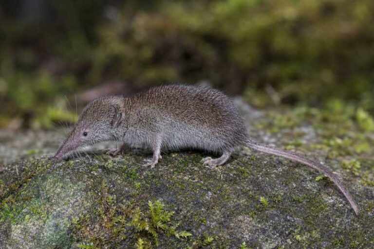 Image of a Northern Elongated White-toothed Shrew in its natural habitat
