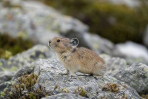 Image of a Northern Pika in its natural habitat