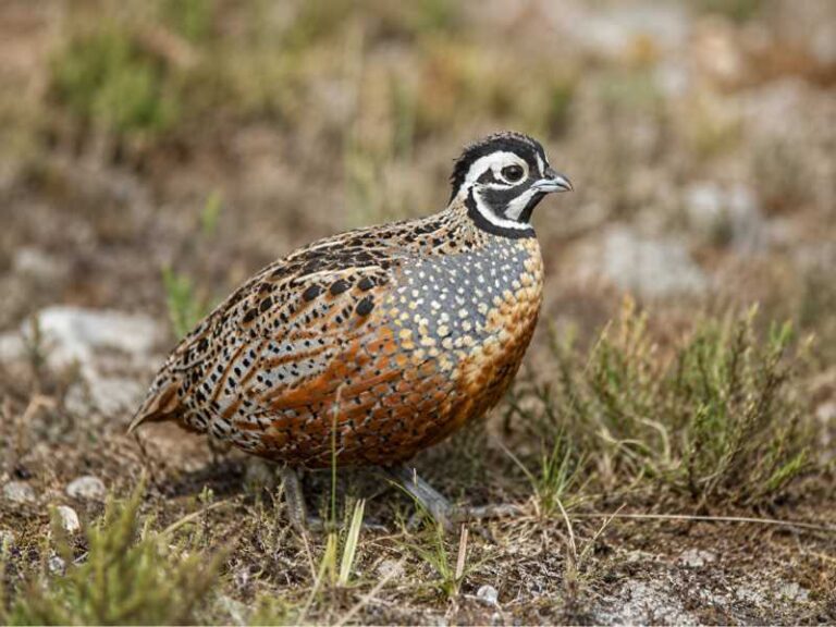 Image of a Ocellated Quail in its natural habitat