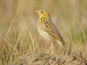 Image of a Ochre-breasted Pipit in its natural habitat