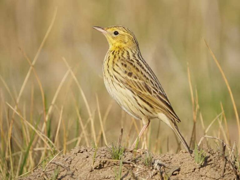 Image of a Ochre-breasted Pipit in its natural habitat