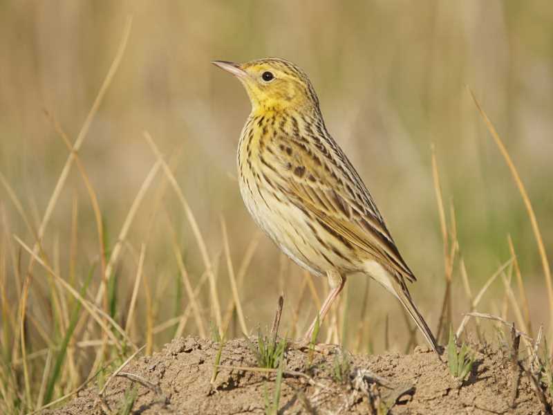 Image of a Ochre-breasted Pipit in its natural habitat