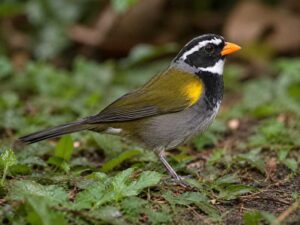 Image of a Orange-billed Sparrow in its natural habitat
