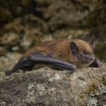 Image of a Peters's Pipistrelle in its natural habitat