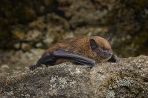 Image of a Peters's Pipistrelle in its natural habitat