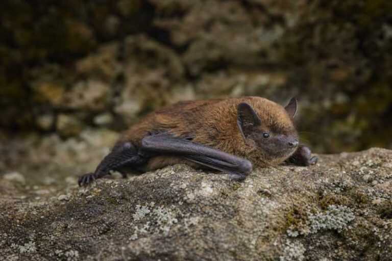 Image of a Peters's Pipistrelle in its natural habitat