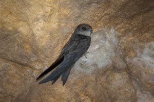 Image of a Philippine Swiftlet in its natural habitat