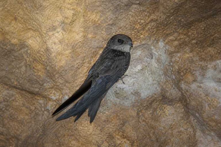 Image of a Philippine Swiftlet in its natural habitat