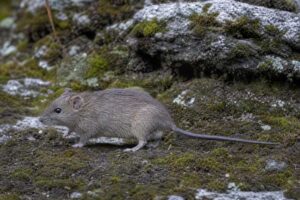 Image of a Rahm's Brush-furred Rat in its natural habitat