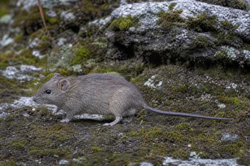 Image of a Rahm's Brush-furred Rat in its natural habitat