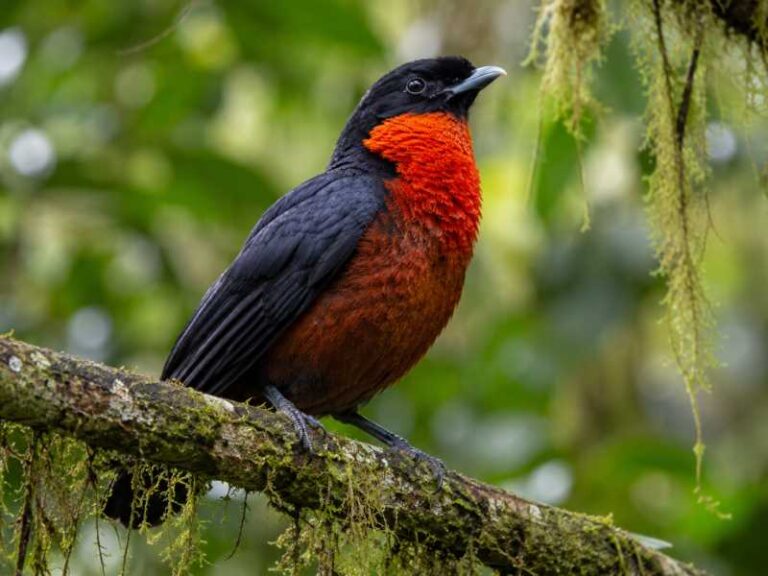Image of a Red-ruffed Fruitcrow in its natural habitat