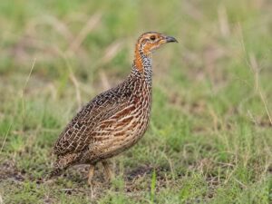 Image of a Red-winged Francolin in its natural habitat