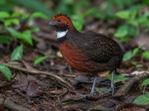 Image of a Rufous-fronted Wood Quail in its natural habitat