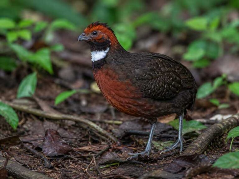Image of a Rufous-fronted Wood Quail in its natural habitat