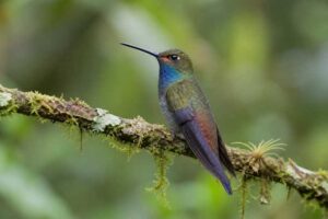 Image of a Rufous-gaped Hillstar in its natural habitat