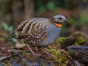 Image of a Rufous-throated Partridge in its natural habitat