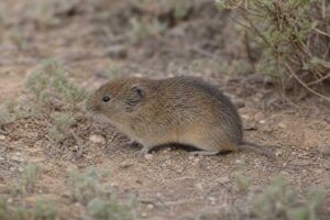 Image of a Sagebrush Vole in its natural habitat