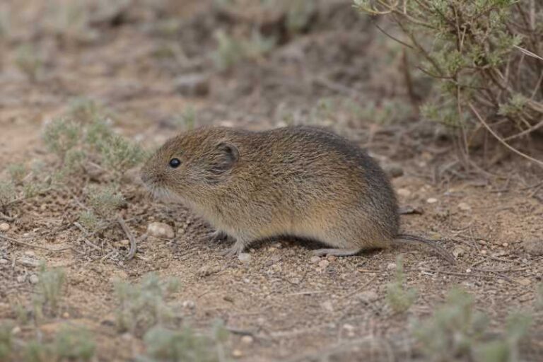 Image of a Sagebrush Vole in its natural habitat