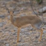 Image of a Salt's Dik-dik in its natural habitat