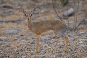 Image of a Salt's Dik-dik in its natural habitat