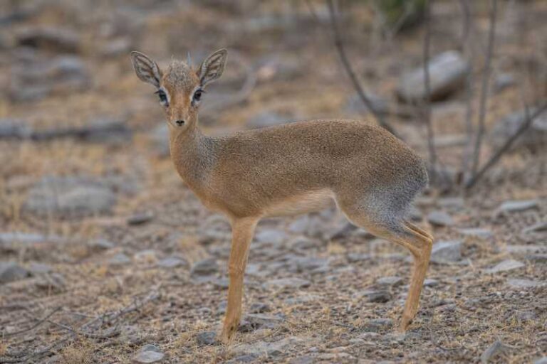 Image of a Salt's Dik-dik in its natural habitat