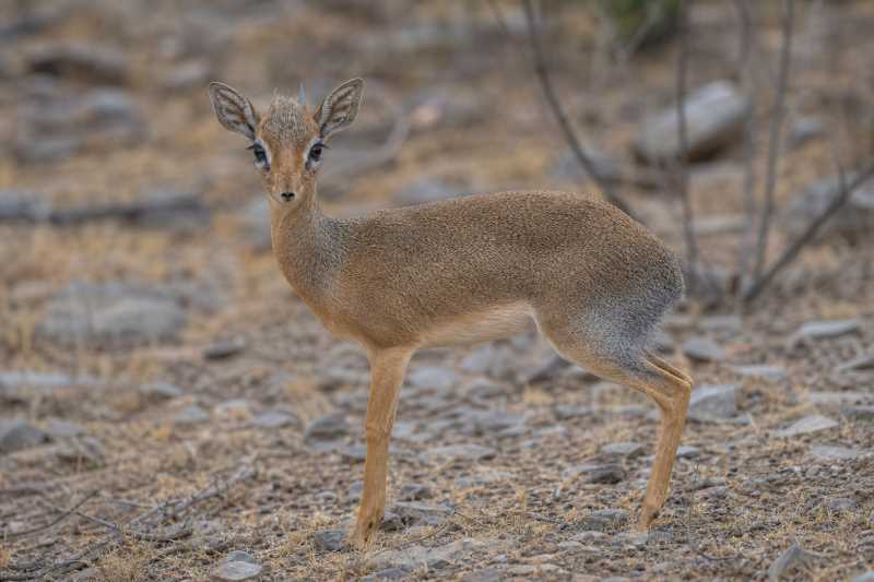 Image of a Salt's Dik-dik in its natural habitat