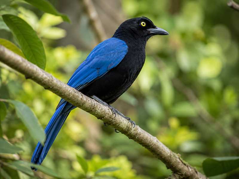 Image of a San Blas Jay in its natural habitat