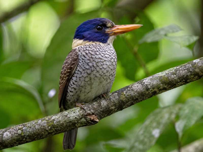 Image of a Scaly-breasted Kingfisher in its natural habitat