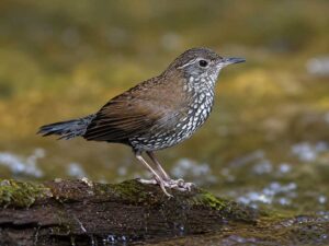 Image of a Sharp-tailed Streamcreeper in its natural habitat