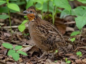 Image of a Singing Quail in its natural habitat