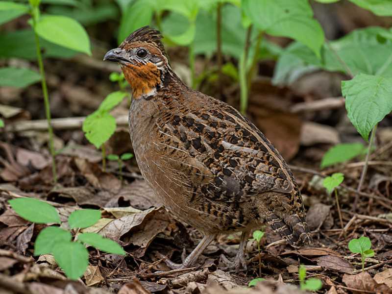Image of a Singing Quail in its natural habitat