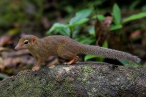 Image of a Slender Treeshrew in its natural habitat