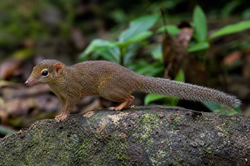 Image of a Slender Treeshrew in its natural habitat