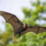 Image of a Solomons Flying Fox in its natural habitat