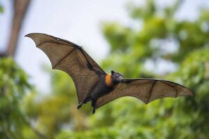 Image of a Solomons Flying Fox in its natural habitat